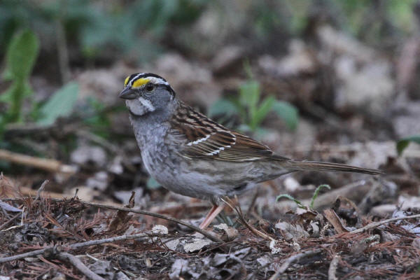 White-throated Sparrow