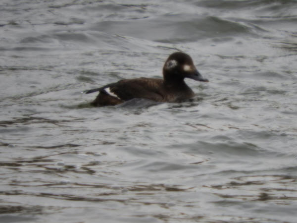 White-winged Scoter