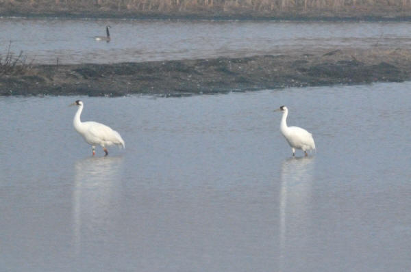 Whooping Cranes