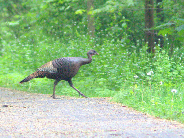 Wild Turkey