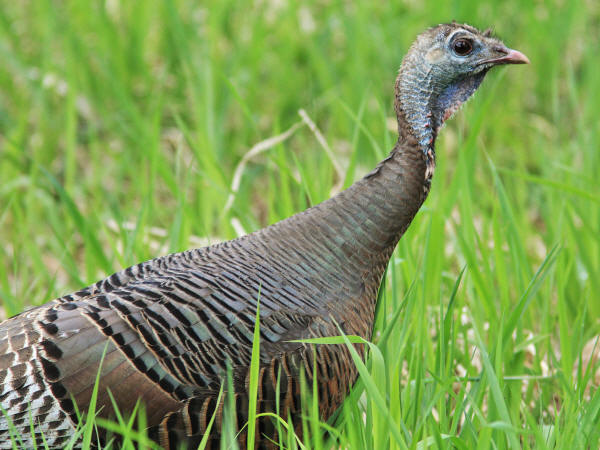 Wild Turkey