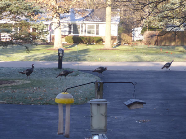 Wild Turkeys