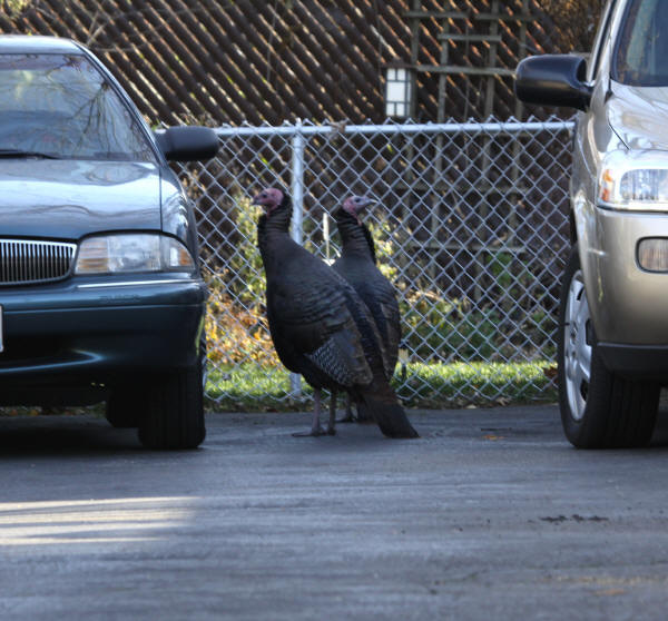 Wild Turkeys