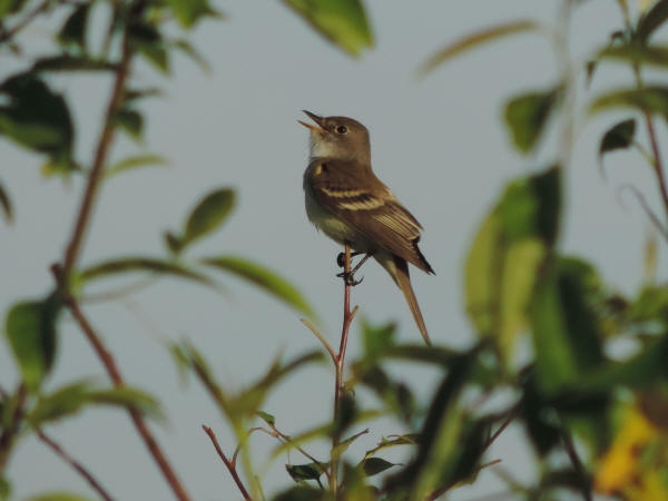 Willow Flycatcher - 05-30-16