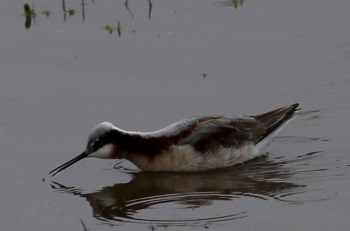 Wilson's Phalarope