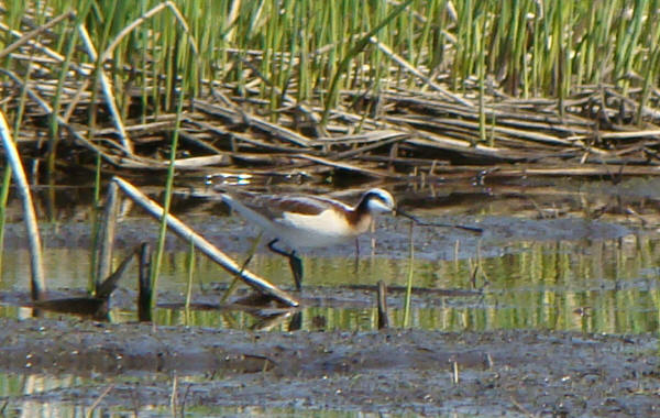 Wilson's Phalarope