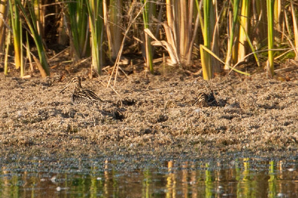 Wilson's Snipe
