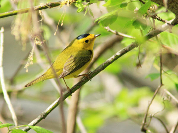 Wilson's Warbler