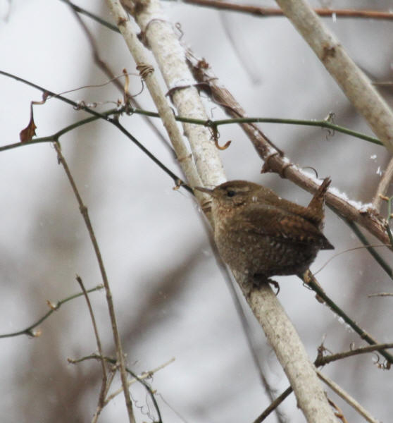 Winter Wren