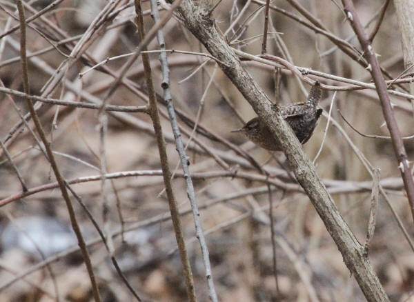 Winter Wren