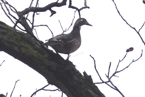 Wood Duck