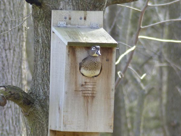 Wood Duck