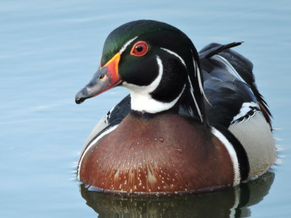 Wood Duck