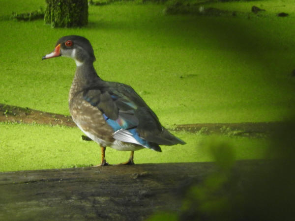 Wood Duck