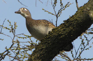 Wood Duck female