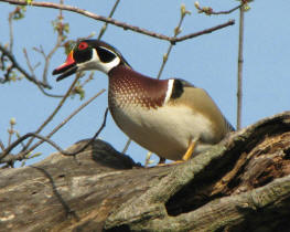 Wood Duck male