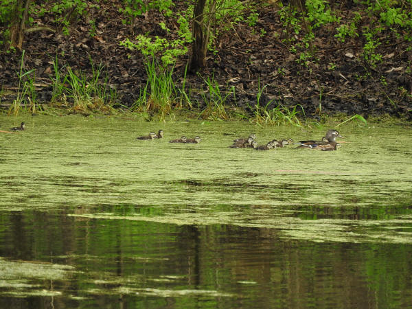 Wood Ducks