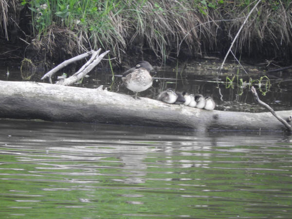 Wood Ducks