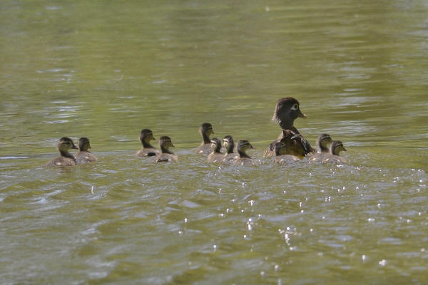 Wood Ducks