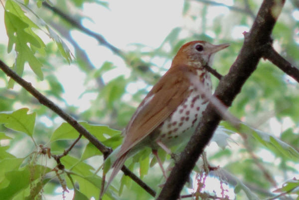 Wood Thrush
