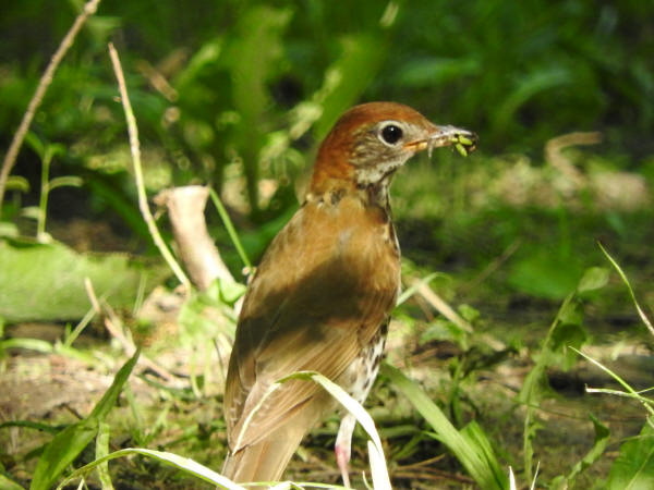 Wood Thrush
