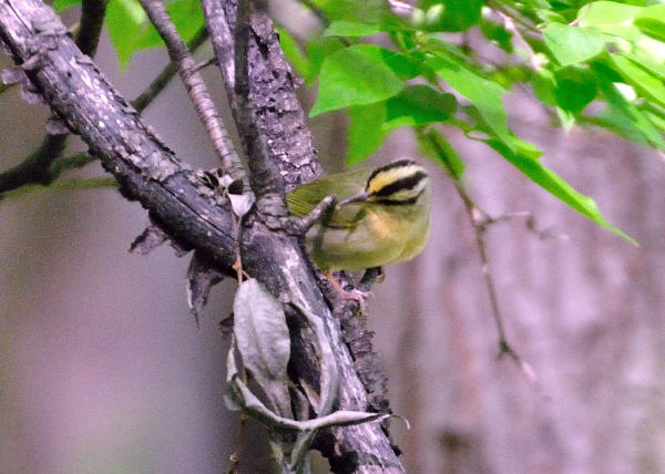 Worm-eating Warbler