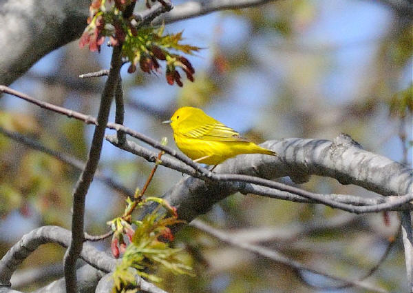 Yellow Warbler