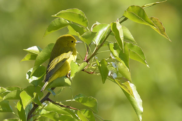 Yellow Warbler
