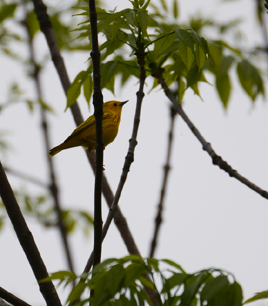 Yellow Warbler