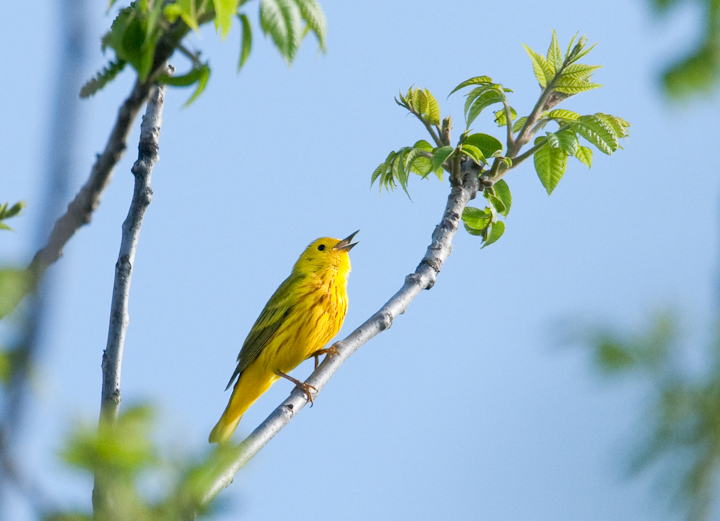 Yellow Warbler