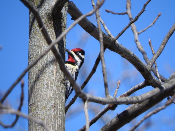 Yellow-bellied Sapsucker