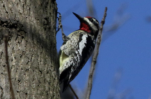 Yellow-bellied Sapsucker