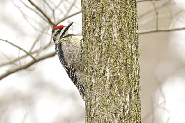 Yellow-bellied Sapsucker