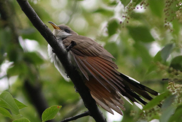 Yellow-billed Cuckoo