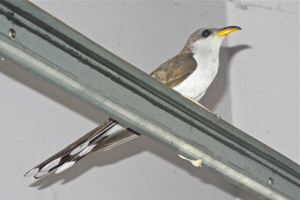 Yellow-billed Cuckoo