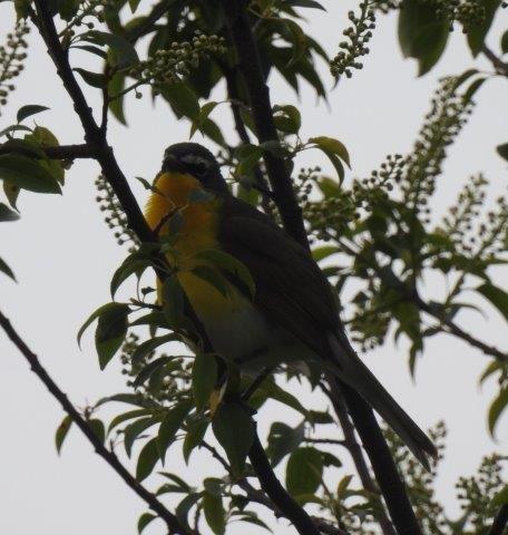 Yellow-breasted Chat