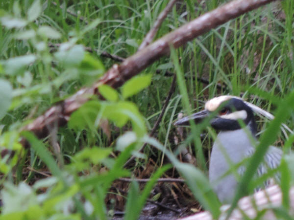 Yellow-crowned Night-Heron