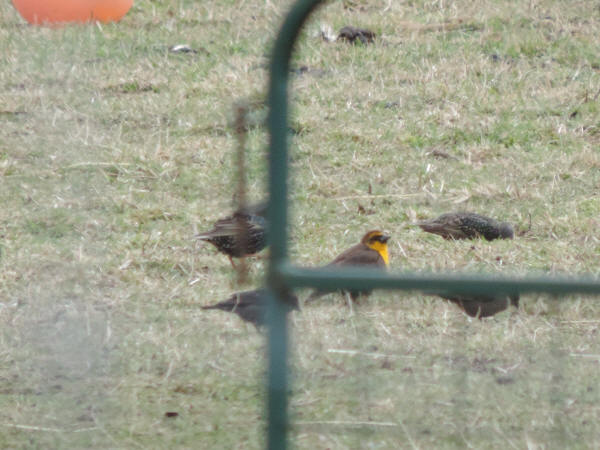 Yellow-headed Blackbird