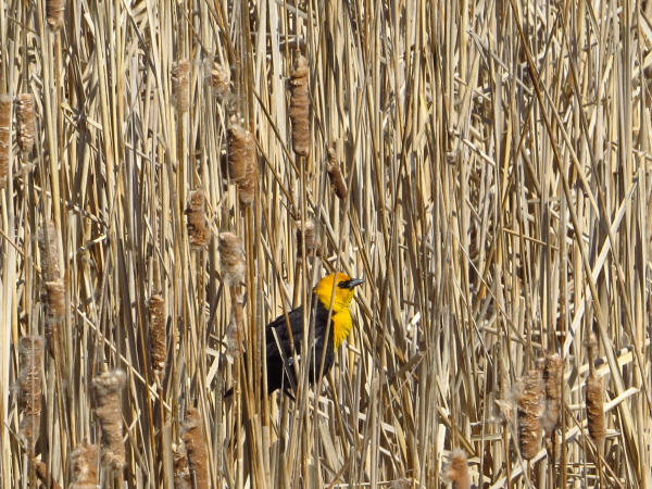 Yellow-headed Blackbird