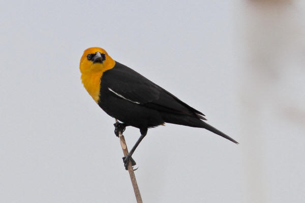 Yellow-headed Blackbird