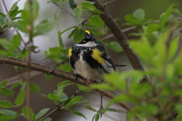Yellow-rumped Warbler