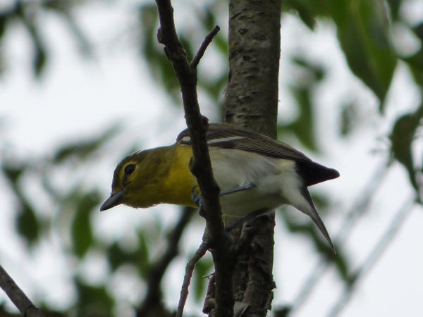 Yellow-throated Vireo