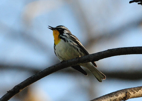 Yellow-throated Warbler