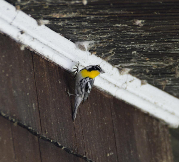 Yellow-throated Warbler