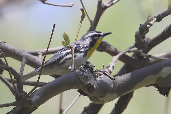 Yellow-throated Warbler