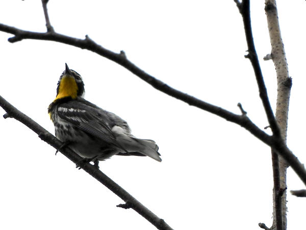 Yellow-throated Warbler