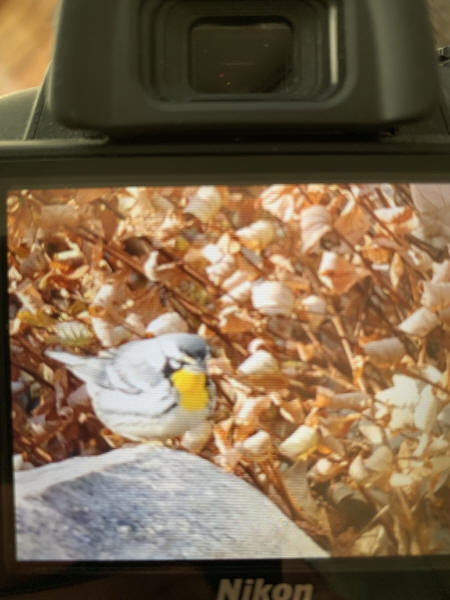 Yellow-throated Warbler