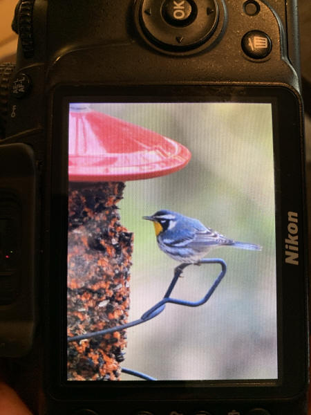Yellow-throated Warbler