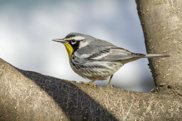 Yellow-throated Warbler