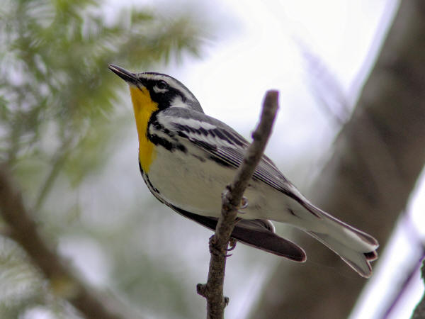 Yellow-throated Warbler
